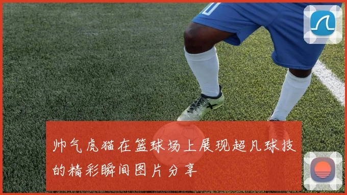 帅气虎猫在篮球场上展现超凡球技的精彩瞬间图片分享